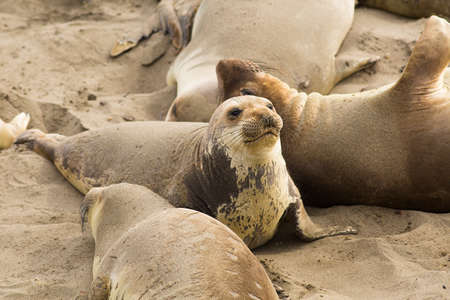 elephant seals at a beach in californiaの写真素材