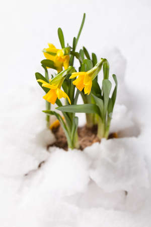 spring flowers breaking through the snow as a sign of the spring arrivalの写真素材