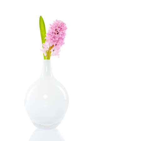 hyacinth in a flower vase on isolated backgroundの写真素材