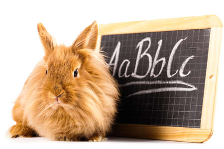cute bunny with a little blackboardの写真素材
