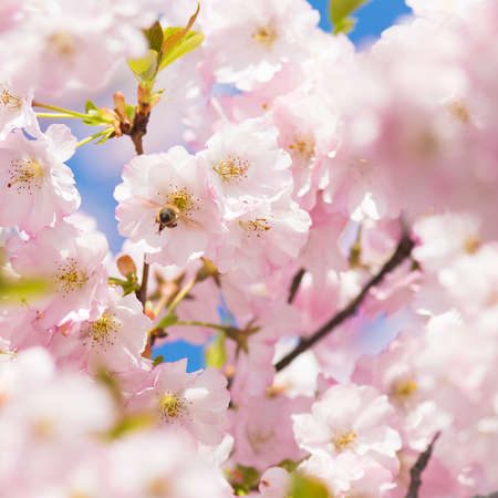 cherry tree blossom and a bee