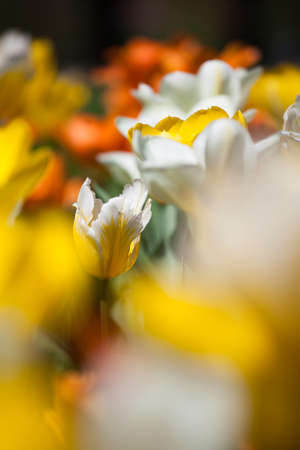 field of tulipsの写真素材