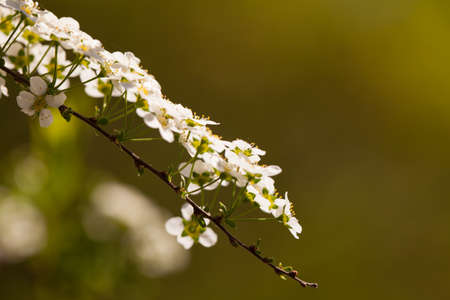 spring blossom