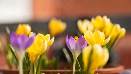 early crocusの写真素材