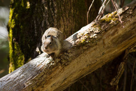 california ground squirrelの写真素材