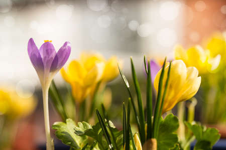 early crocusの写真素材
