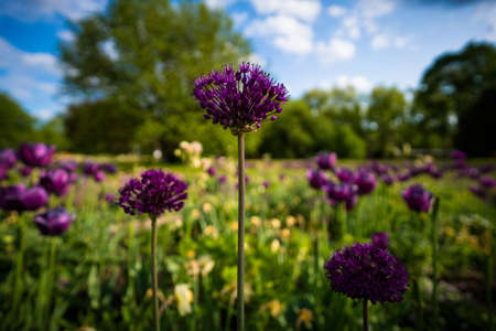 drumstick alliumの写真素材