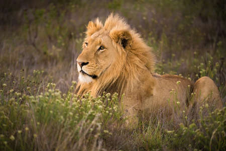 young male lion resting in the grass