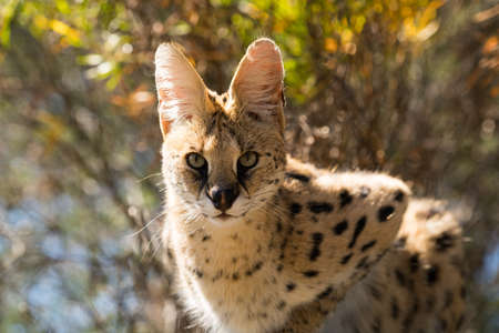 serval