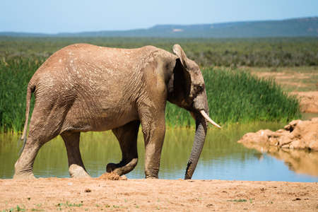 Elephant at a waterholeの写真素材