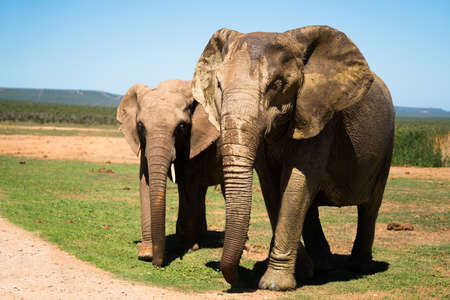 Two elephants along the roadの写真素材