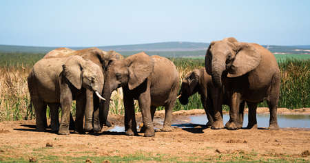Group of elephants at a waterholeの写真素材