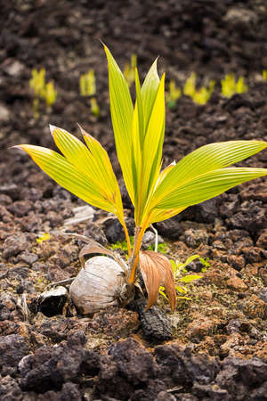 coconut palm tree growing out of coconutの写真素材