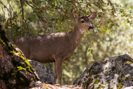Small brown deer hiding amongst rocks amongst the shadows looking alertly at the camera in alarm...