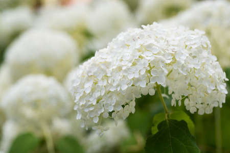 Pure white summer hydrangea flower head in a close up view in a garden conceptual of the seasons with copy spaceの写真素材