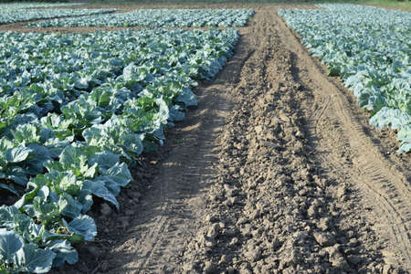 Cabbage field. Cultivation of cabbage in an open ground in the field. Month July, cabbage still the young.の写真素材