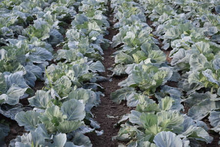 Cabbage field. Cultivation of cabbage in an open ground in the field. Month July, cabbage still the...