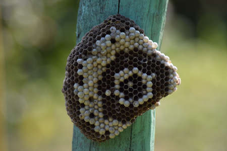 Wasps polist. The nest of a family of wasps which is taken a close-up.の写真素材