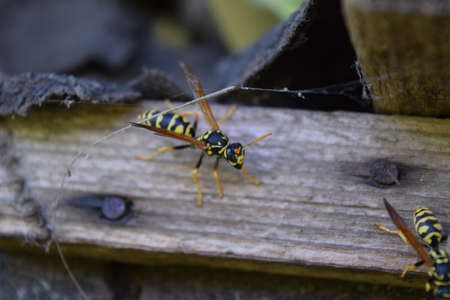 Wasps polist. The nest of a family of wasps which is taken a close-up.の写真素材