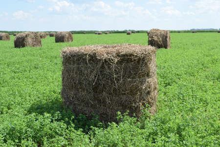 The Haystacks in the field. Summer haymaking.の写真素材