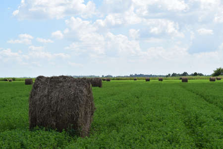The Haystacks in the field. Summer haymaking.の写真素材