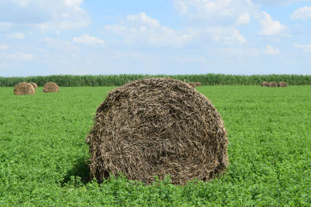The Haystacks in the field. Summer haymaking.の写真素材