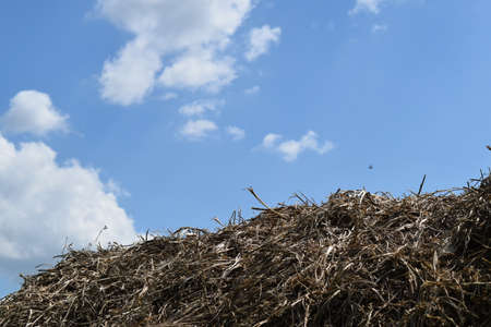 The Haystacks in the field. Summer haymaking.の写真素材