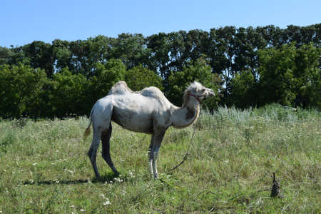 Camel on a pasture. Animals on private farm.の写真素材
