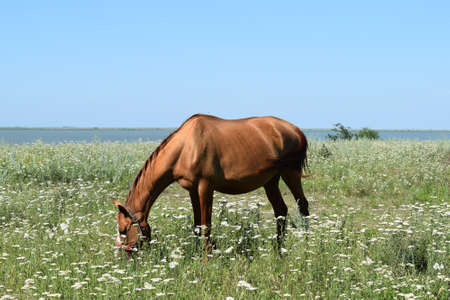 The grazed horse. The horse eats the grass growing on a pasture at coast of the Sea of Azov.の写真素材