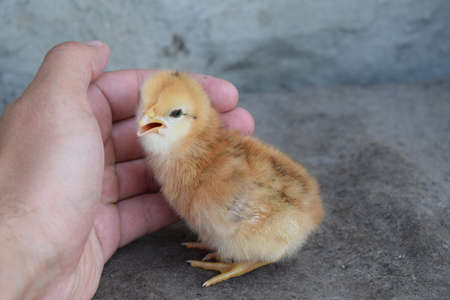 Chicken in a palm. Cultivation of domestic hens.