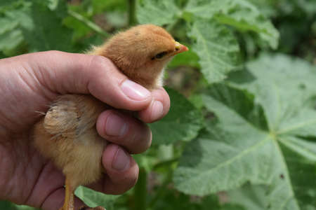 The small The chicken walks at libertyの写真素材