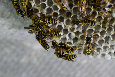 Wasps polist. The nest of a family of wasps which is taken a close-up.の写真素材