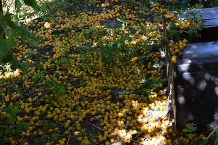 Cherry plum fruits on the earth. Maturing of fruit in a garden.