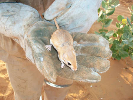 Desert mouse in a hand. Fauna of Arab Emirates.の写真素材
