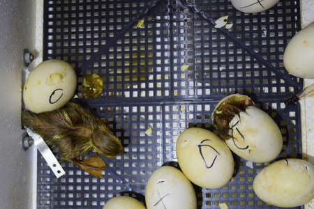 Hatching of eggs of ducklings of a musky duck in an incubator. Cultivation of poultry.の写真素材