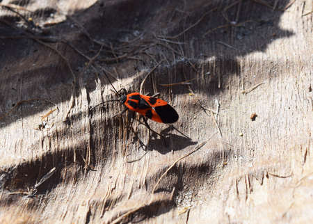 The image of red bugs in a native habitat.