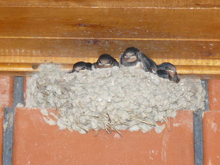 Swallow nest with the grown-up baby birds. Reproduction of nested birds.の写真素材