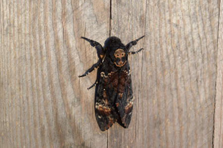 Dead head. The large massive butterfly belonging to family of brazhnik. Night insect.の写真素材