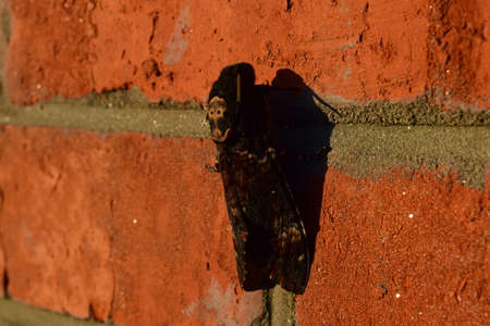 Dead head. The large massive butterfly belonging to family of brazhnik. Night insect.の写真素材