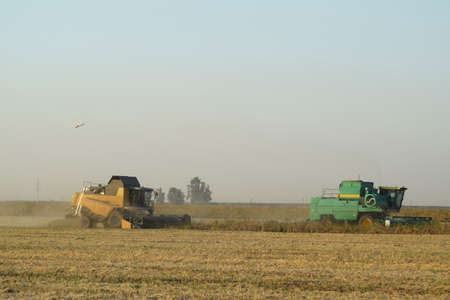 Soy harvesting by combines in the field. Agricultural machinery in operation.の写真素材