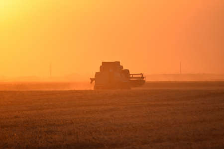 Harvesting by combines at sunset. Agricultural machinery in operation.の写真素材