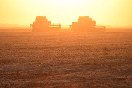 Harvesting by combines at sunset. Agricultural machinery in operation.の写真素材