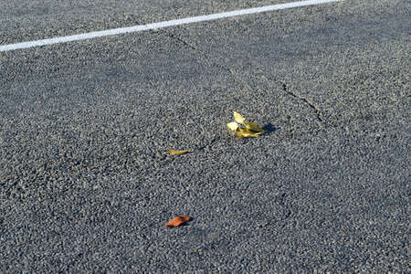 Yellow leaf on asphalt. A season - fall.