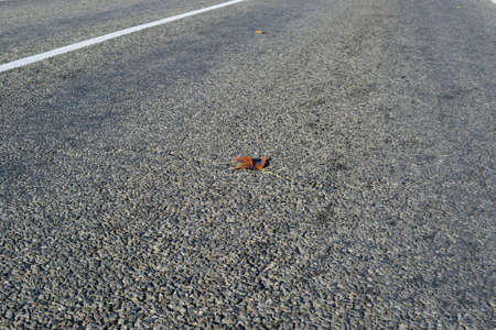 Yellow leaf on asphalt. A season - fall.の写真素材