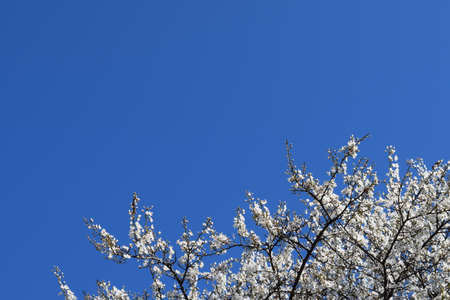 Blossoming of a cherry plum in a spring garden in Kuban in Russia