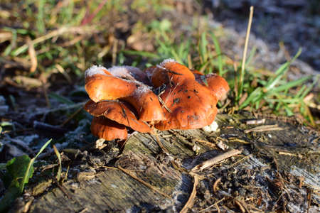 Orange mushrooms on a stub. New life on dead wood.の写真素材