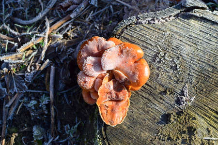 Orange mushrooms on a stub. New life on dead wood.の写真素材