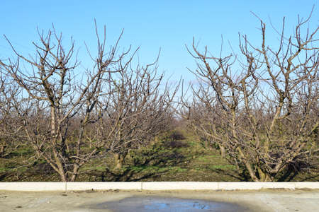 Winter young orchard. A garden from plum after a leaf fall in snowless winter.の写真素材