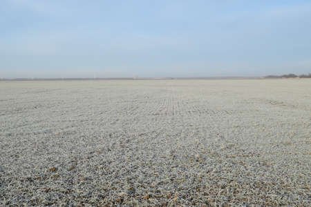 Field of winter wheat. Hoarfrost on foliage of sprouts of wheat.の写真素材