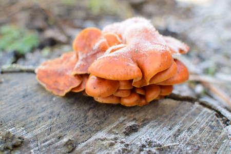 Orange mushrooms on a stub. New life on dead wood.の写真素材